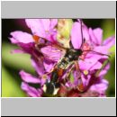 Synanthedon formicaeformis - Glasfluegler 13 auf Blutweiderich.jpg